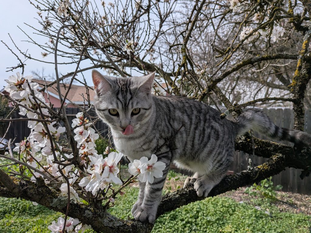 Nuski, Chief Security Officer