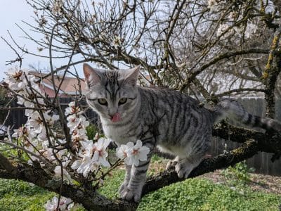 Nuski, Chief Security Officer